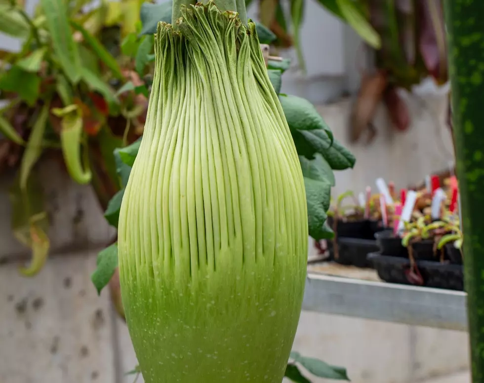 Horace the Corpse Flower Is Ready to Bloom at Como Zoo