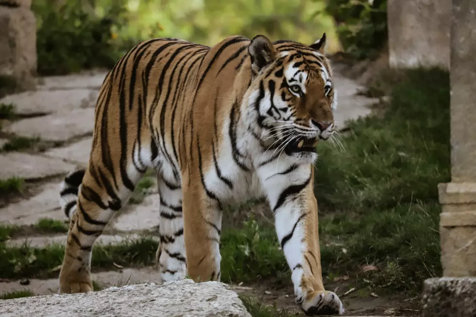 Bring On The Family Fun at This Minnesota Attraction